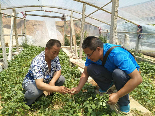 市农科院开展甘薯病毒病调查和防控技术指导