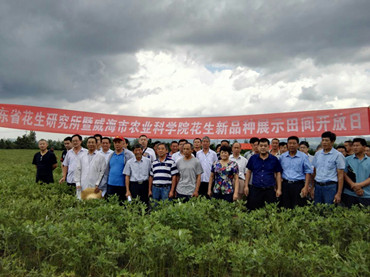 山东省花生研究所暨威海市农业科学院花生新品种展示田间开放日活动